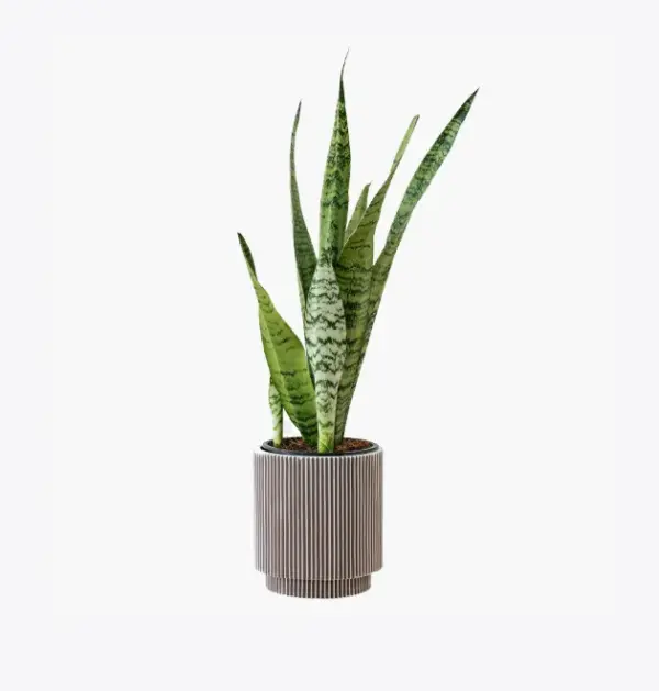 product-image-6_optimized Faucibus Interdum